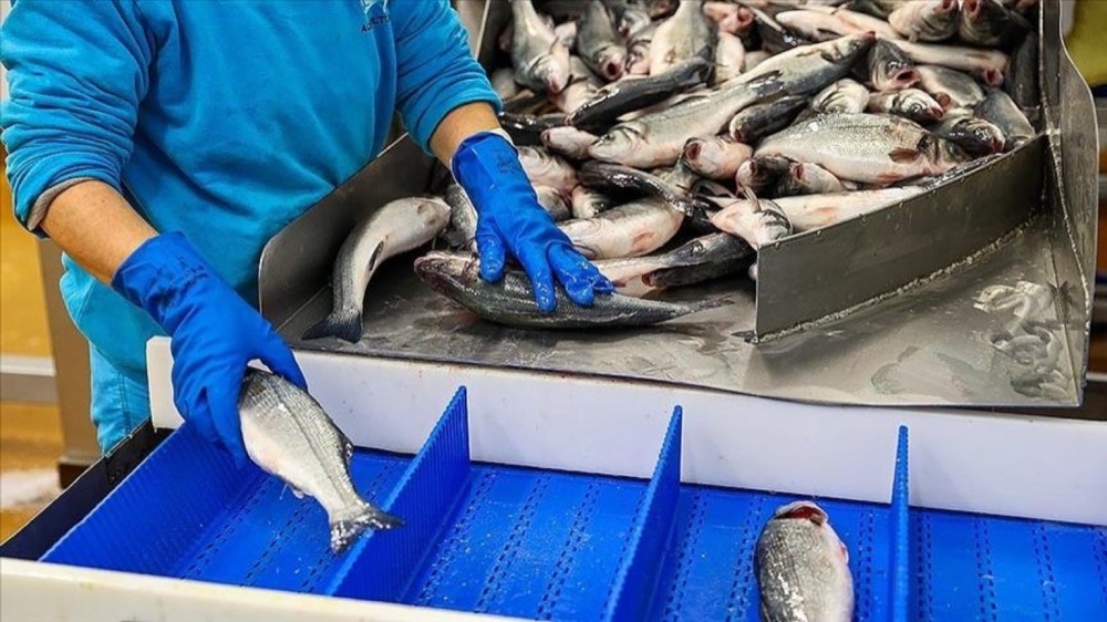 Whole-fish grading on the processing line